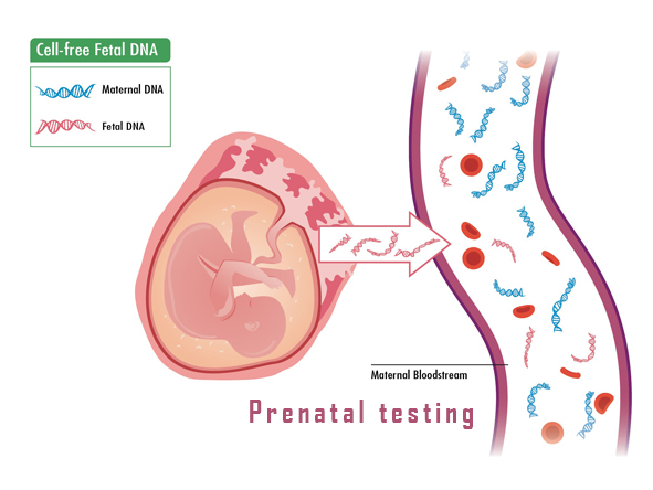 Prenatal Testing 1